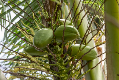 coconut palms 115 — Скачать