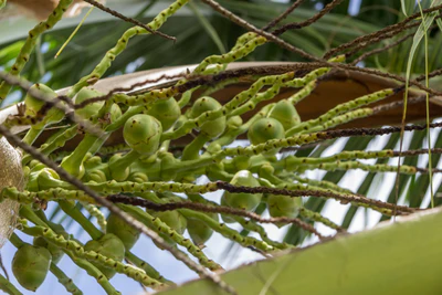 coconut palms 116 — Descargar