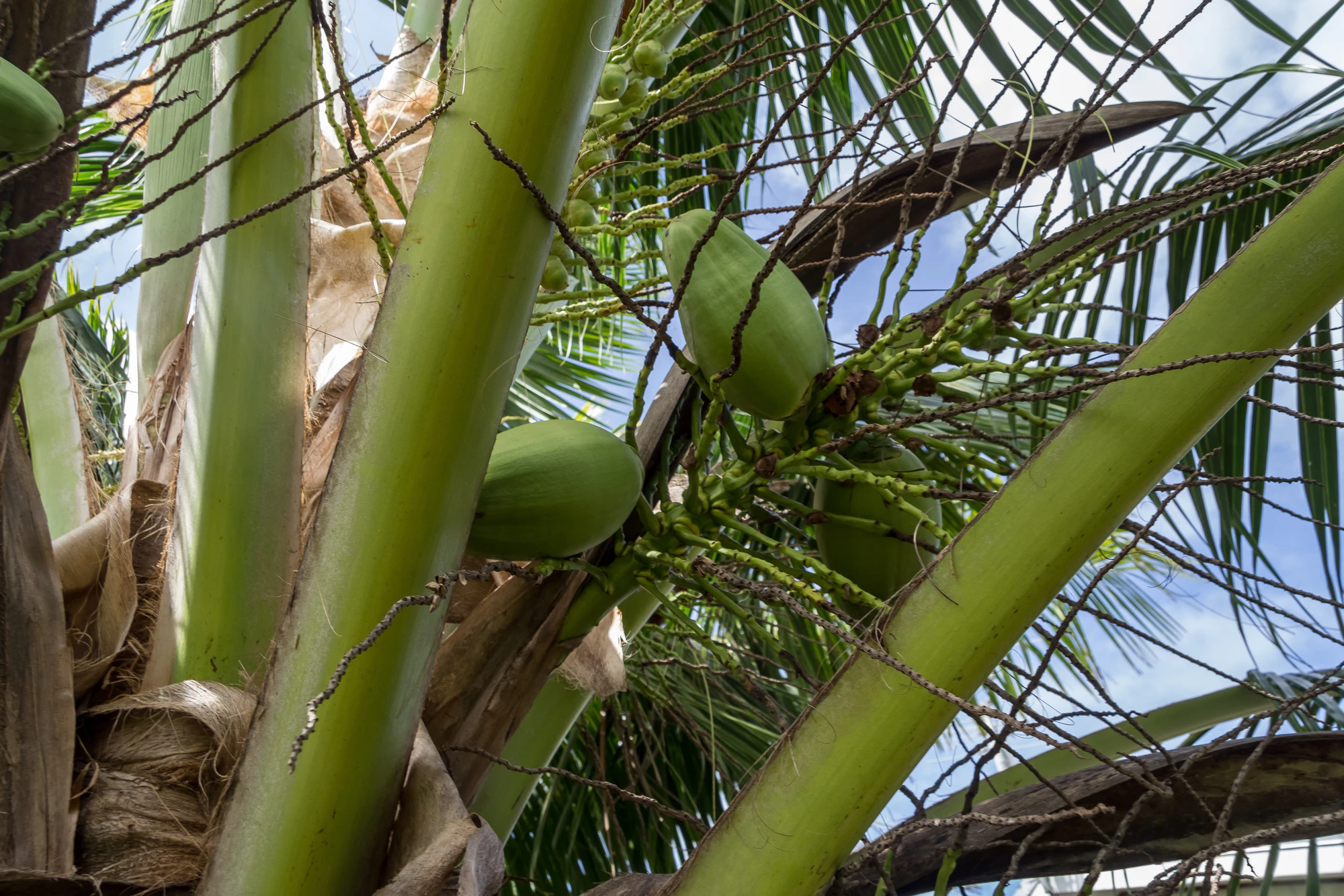 coconut palms 117 — Descargar