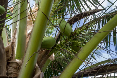 coconut palms 117 — Descargar