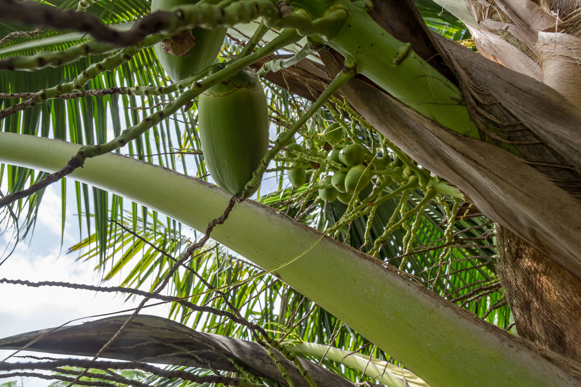 coconut palms 118 — Скачать