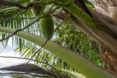 coconut palms 118 — Скачать