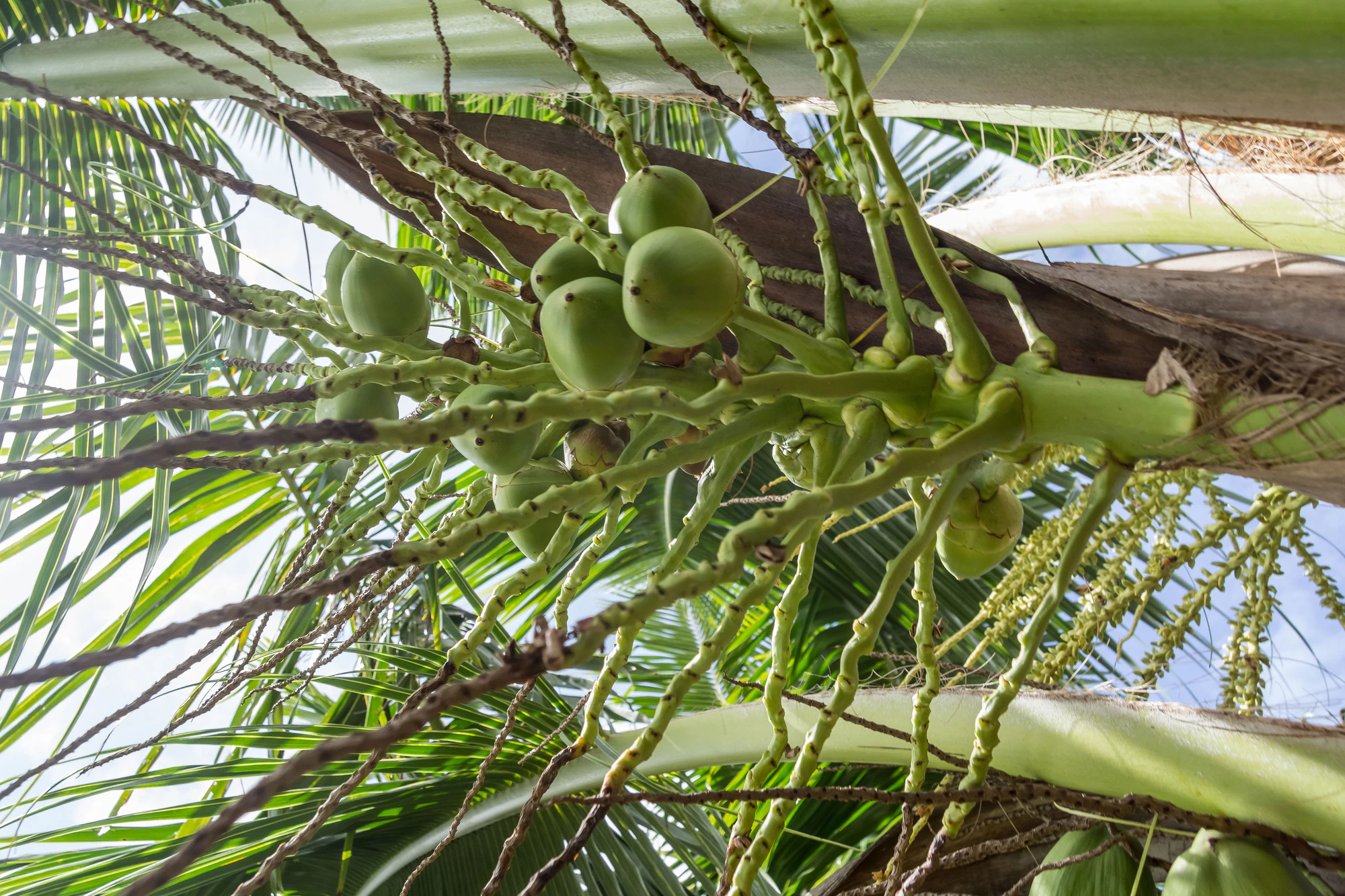 coconut palms 119 — Descargar