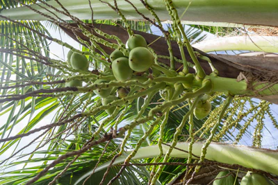 coconut palms 119 — Descargar