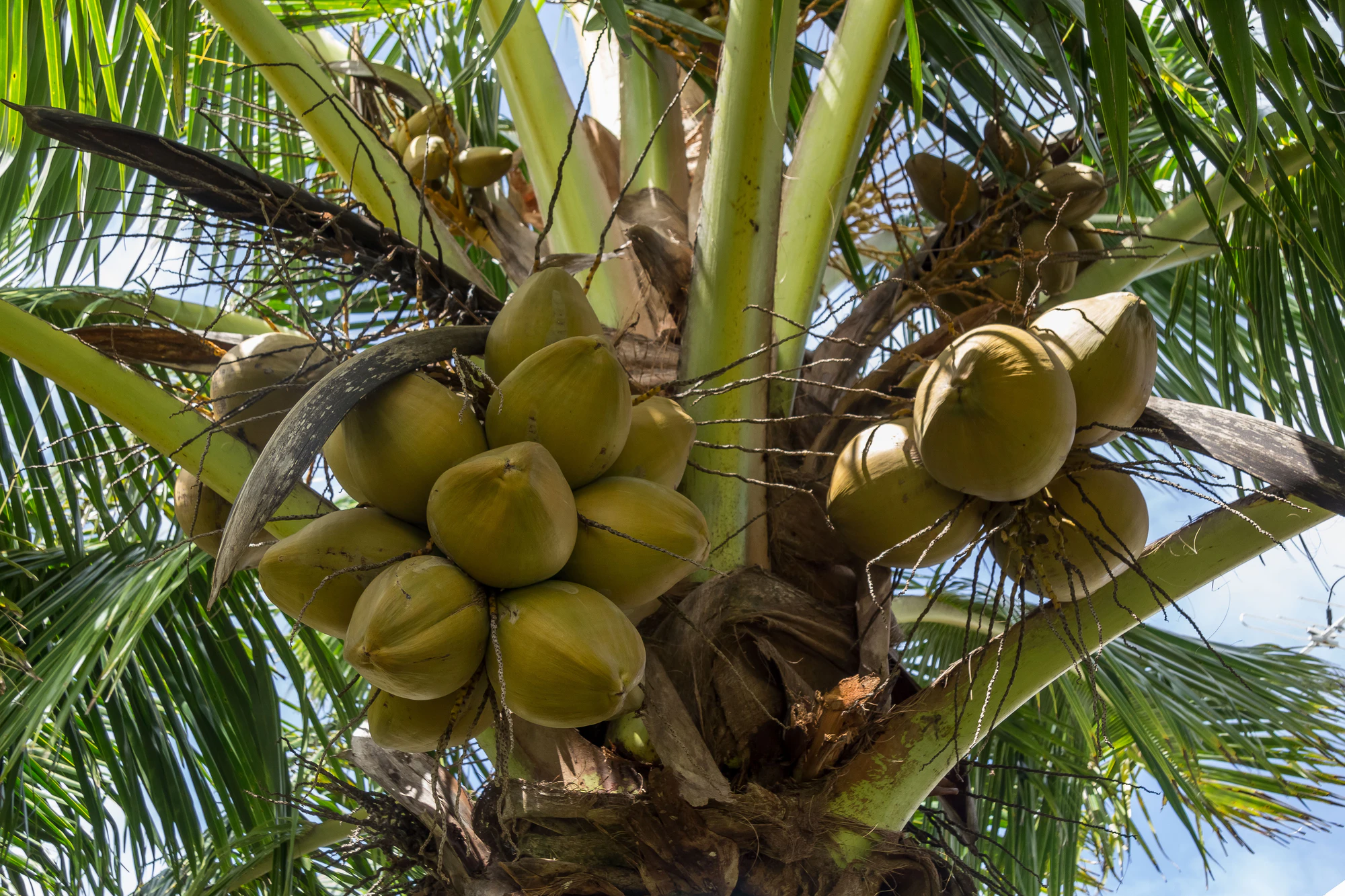 coconut palms 120 — Descargar