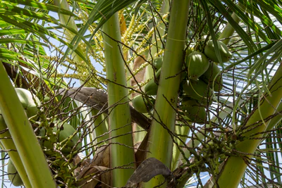 coconut palms 121 — descargar