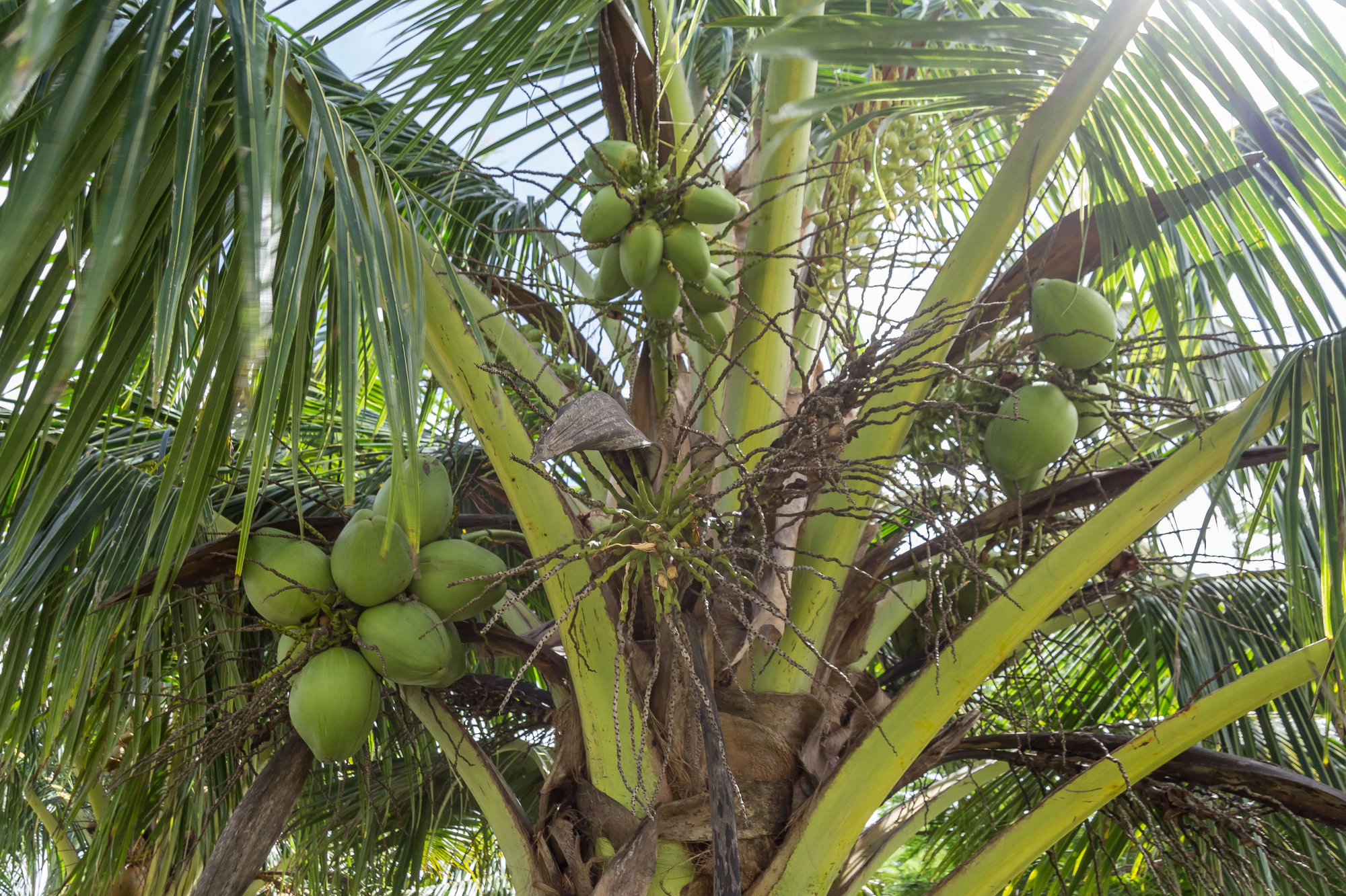 coconut palms 122 — Скачать