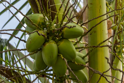 coconut palms 123 — descargar