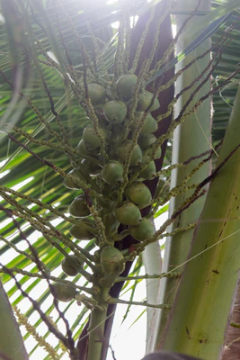 coconut palms 124 — descargar