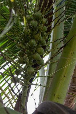 coconut palms 125 — descargar