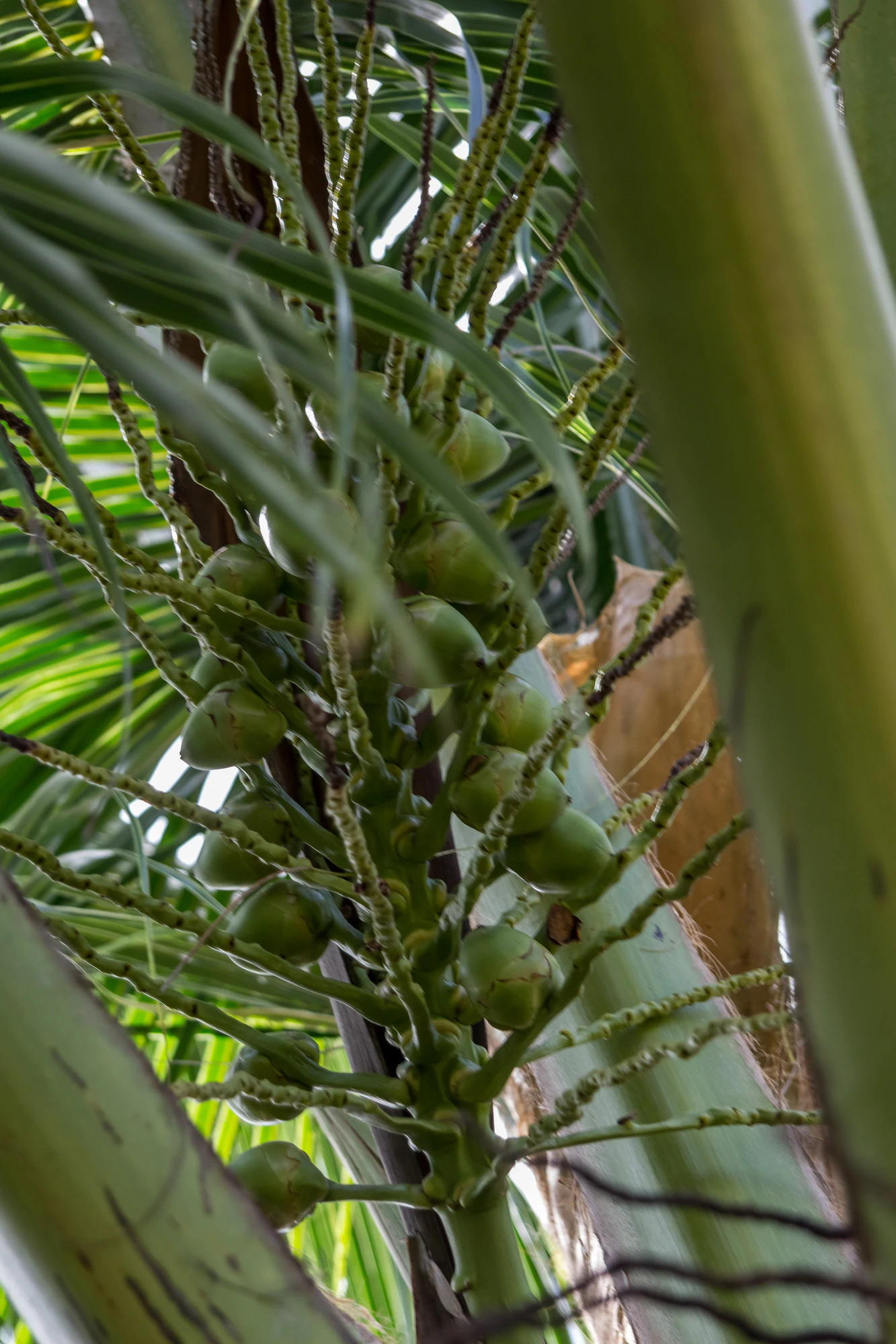 coconut palms 126 — Скачать