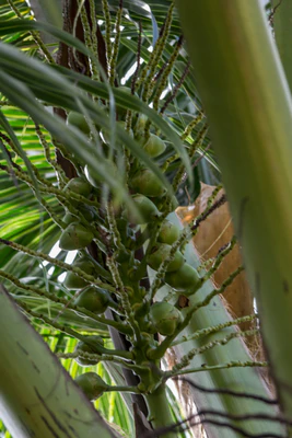 coconut palms 126 — descargar