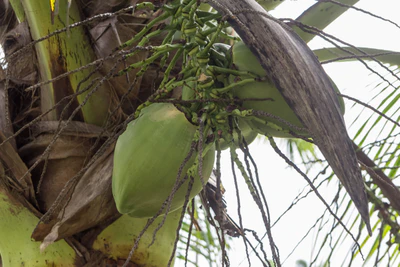 coconut palms 127 — descargar