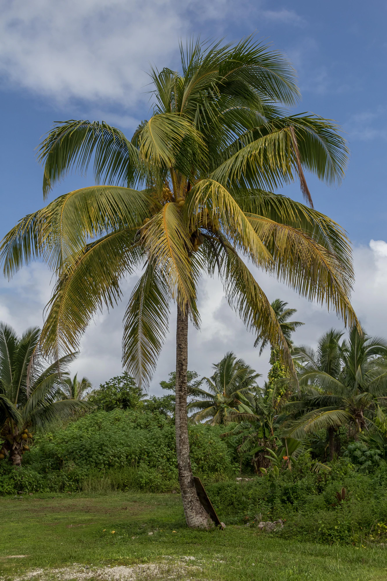 coconut palms 128 — Скачать