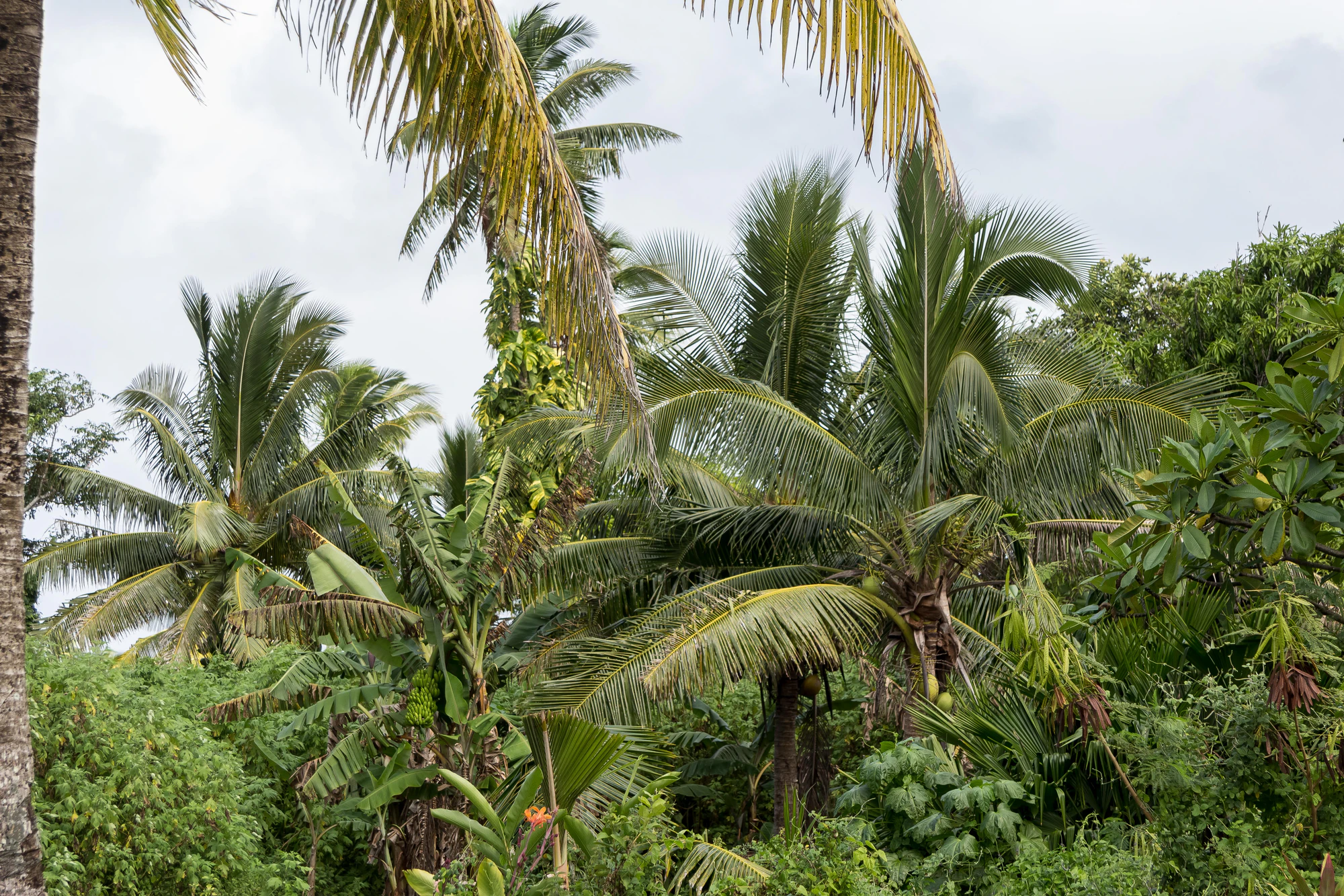coconut palms 129 — Скачать