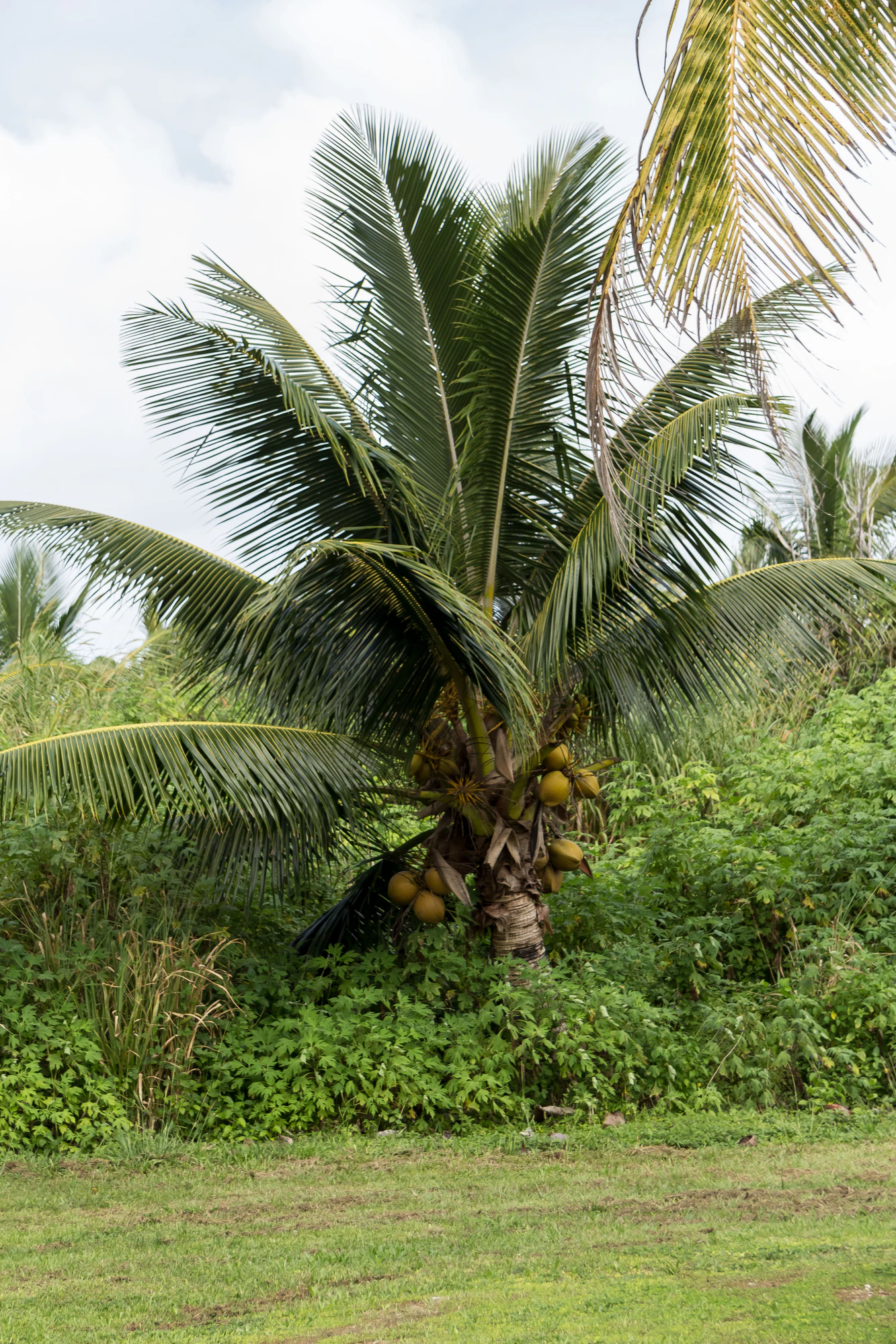 coconut palms 130 — Скачать