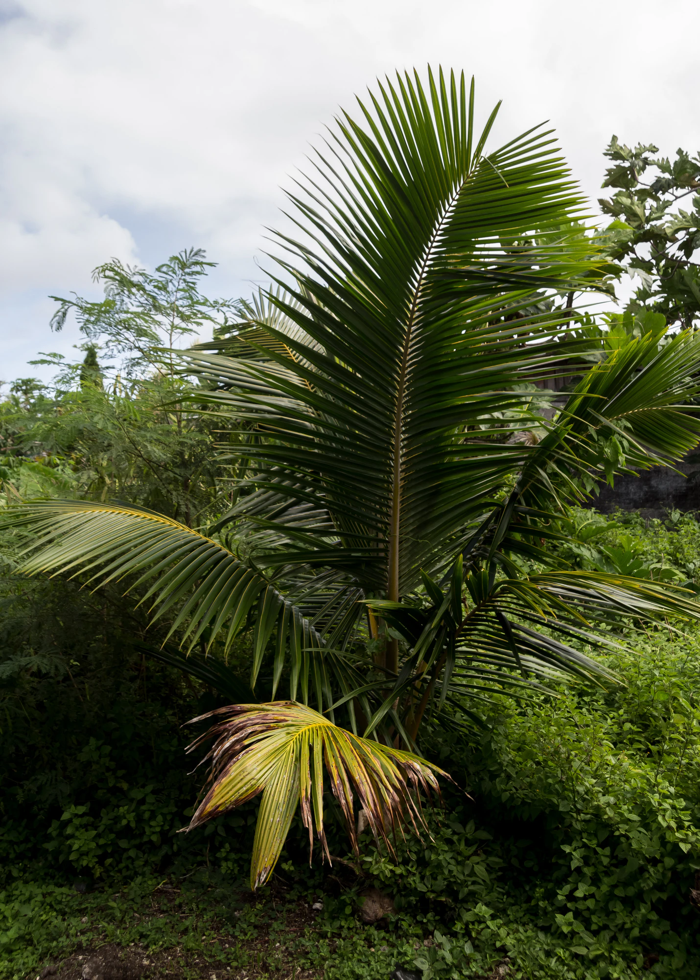 coconut palms 131 — Descargar