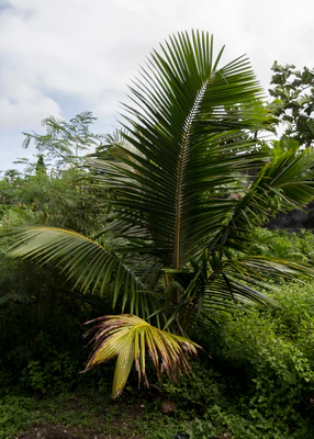 coconut palms 131 — descargar