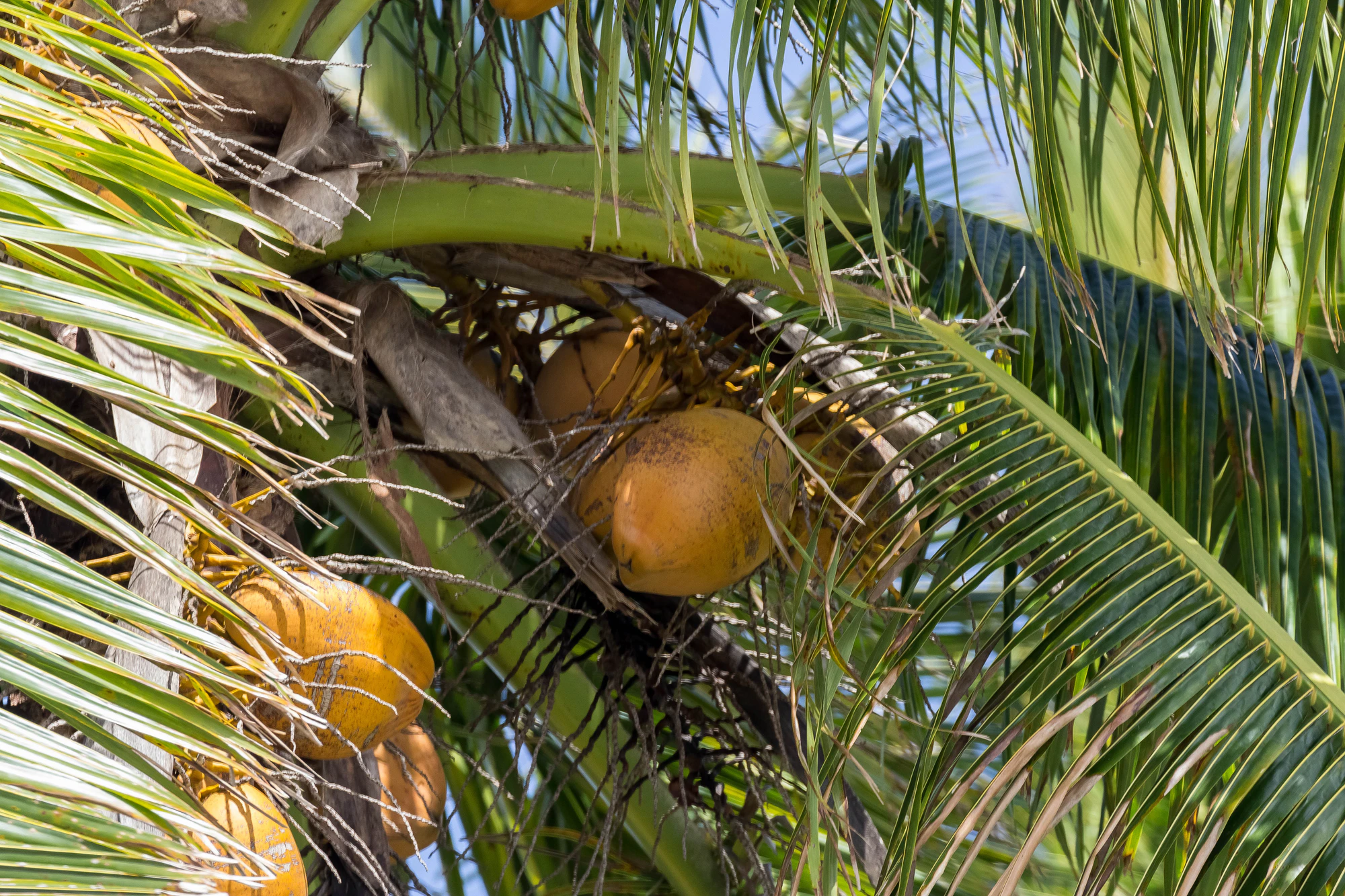 coconut palms 132 — Скачать