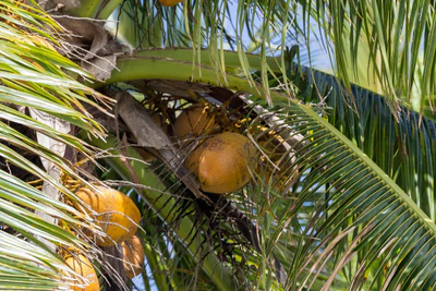 coconut palms 132 — descargar