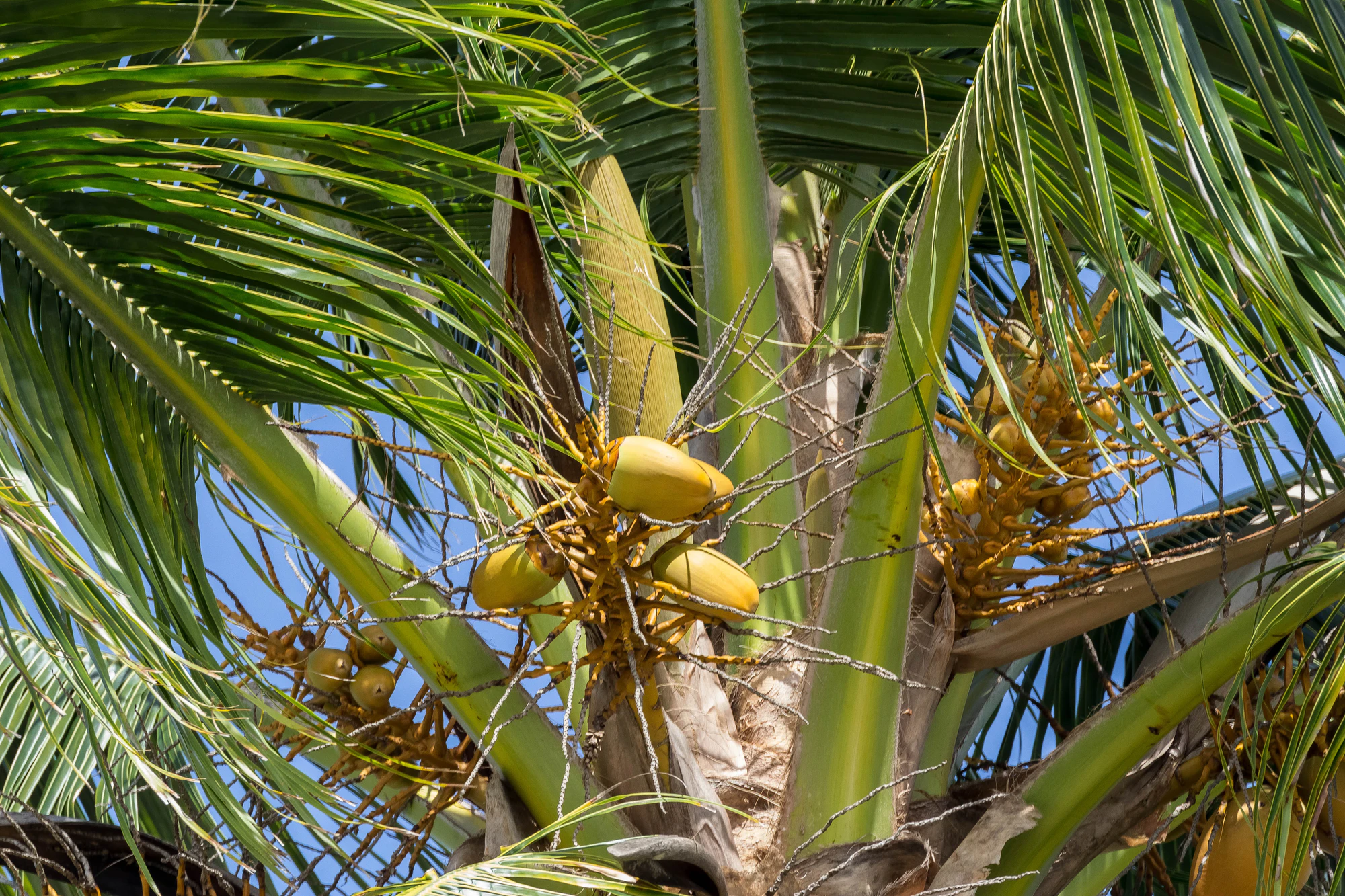 coconut palms 133 — Descargar