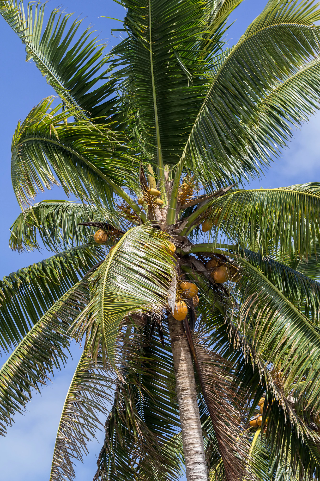 coconut palms 134 — Скачать