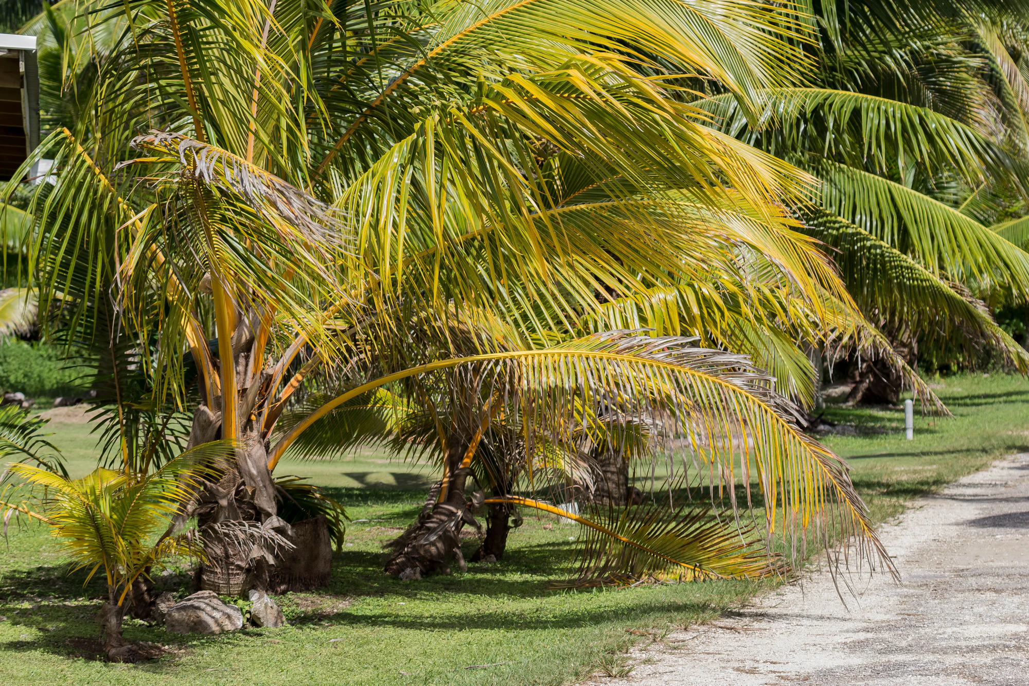 coconut palms 135 — Скачать