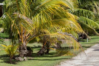 coconut palms 135 — descargar