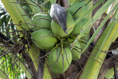 coconut palms 136 — descargar