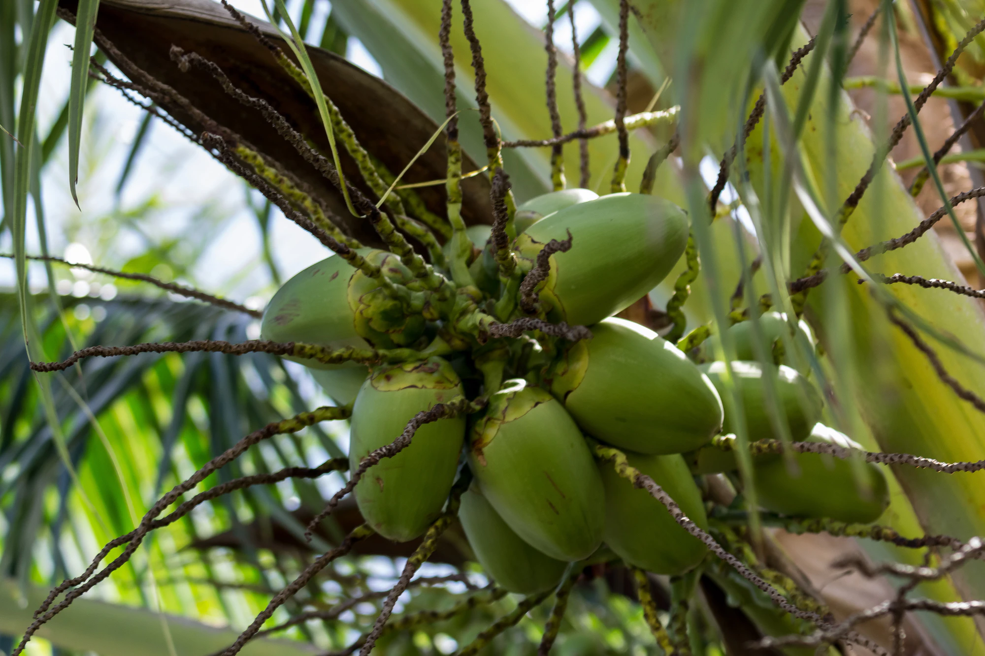 coconut palms 137 — Скачать