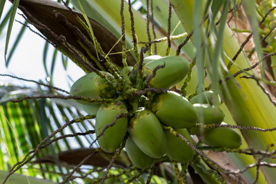 coconut palms 138 — descargar