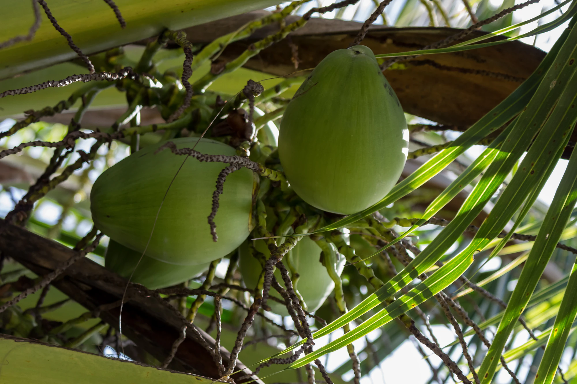 coconut palms 139 — Скачать