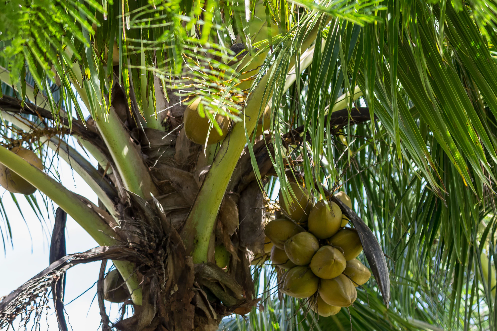 coconut palms 140 — Скачать