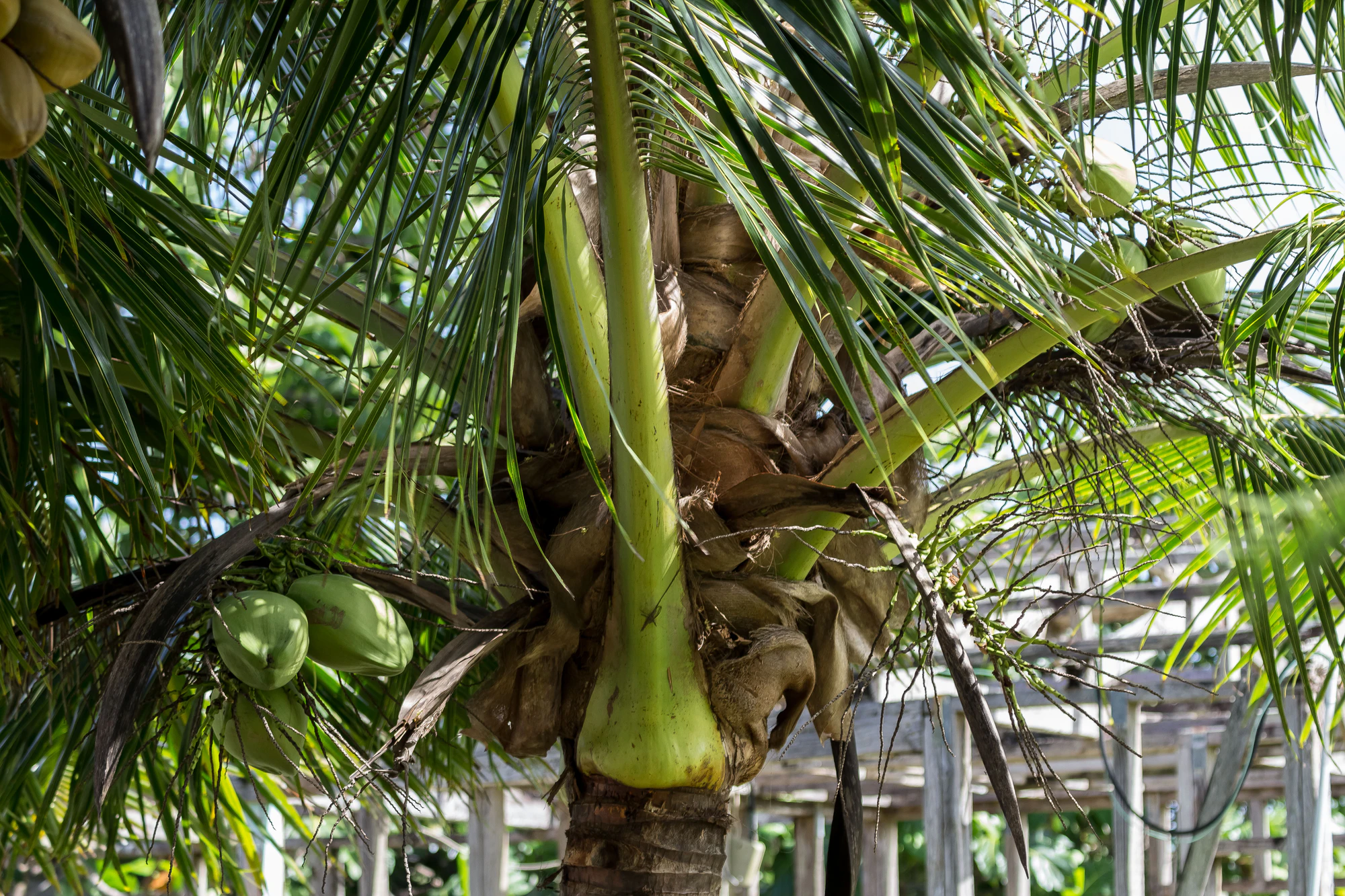 coconut palms 141 — Скачать