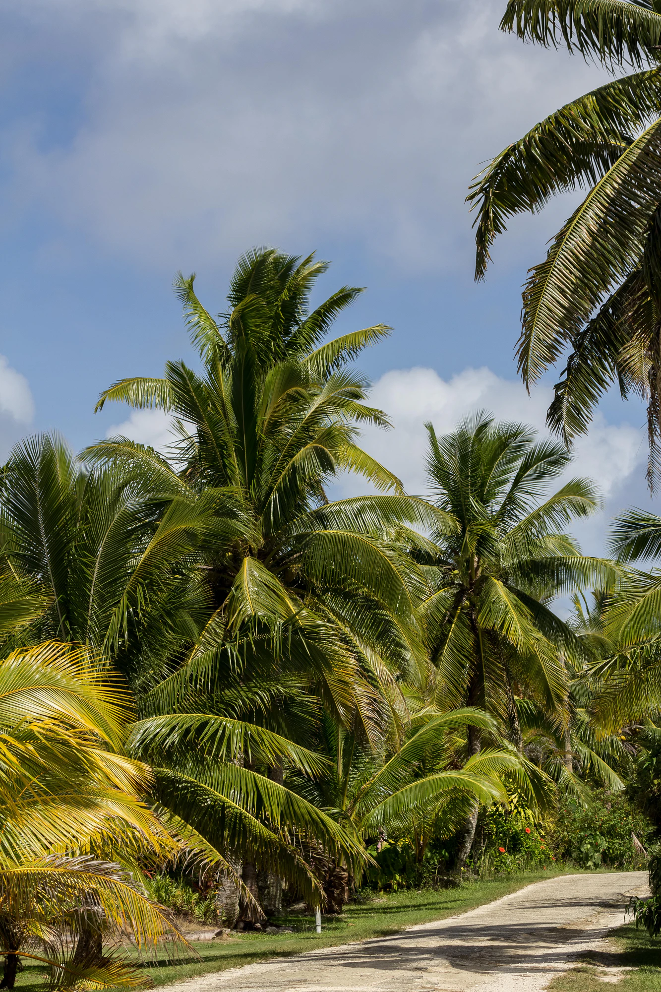 coconut palms 142 — Descargar