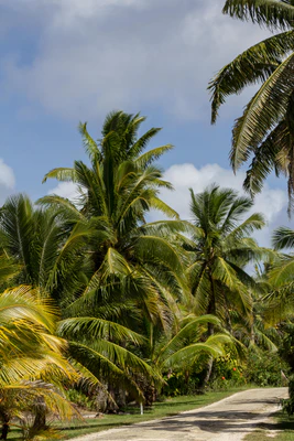 coconut palms 142 — descargar