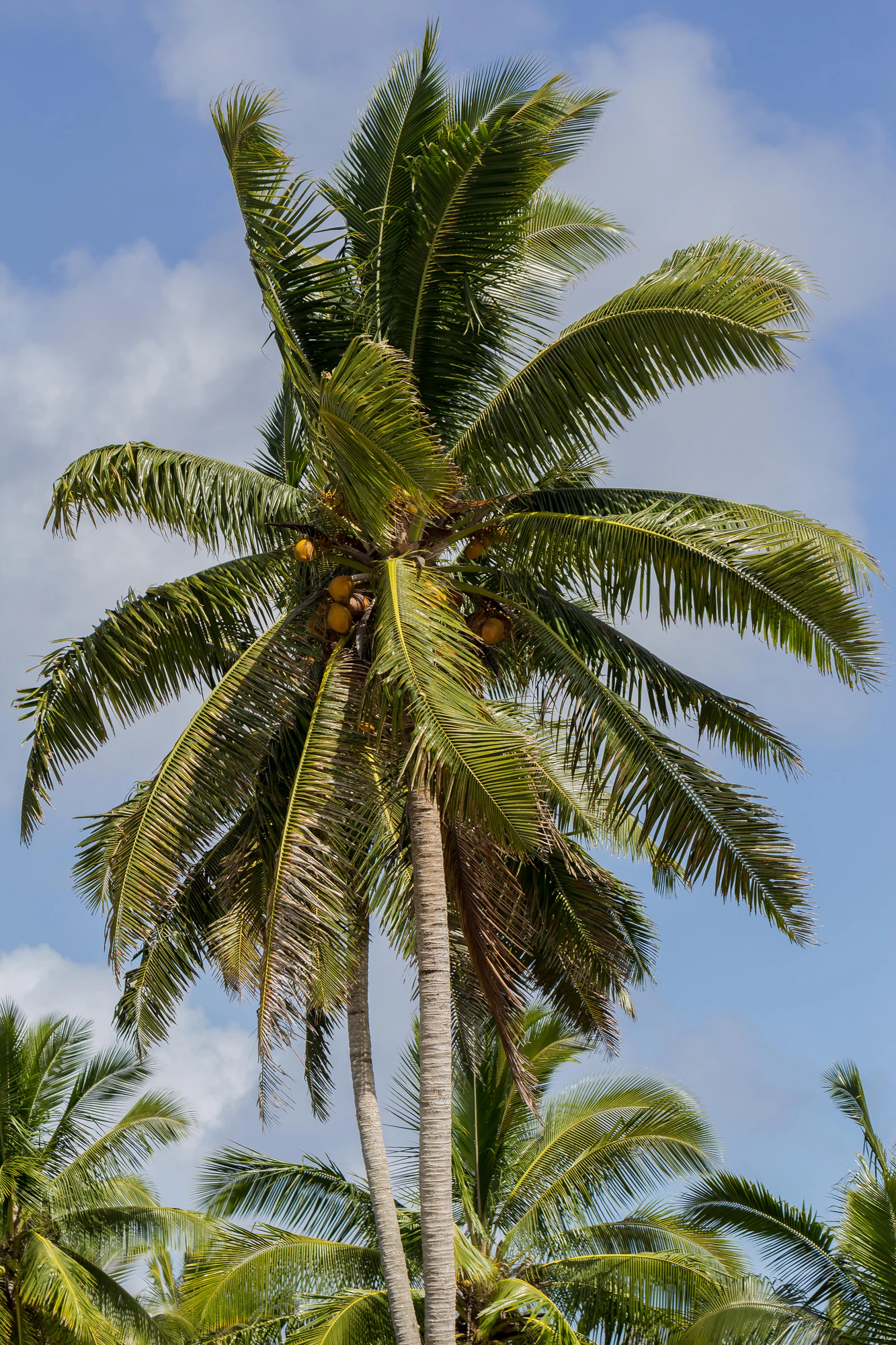coconut palms 143 — Descargar