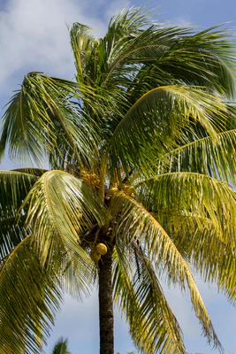 coconut palms 144 — descargar