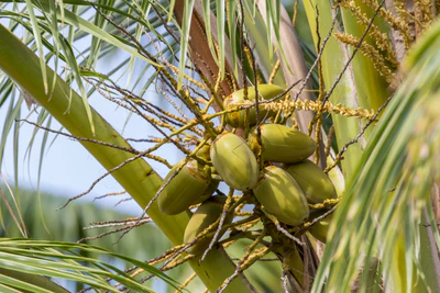 coconut palms 145 — descargar