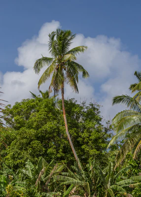 coconut palms 146 — descargar