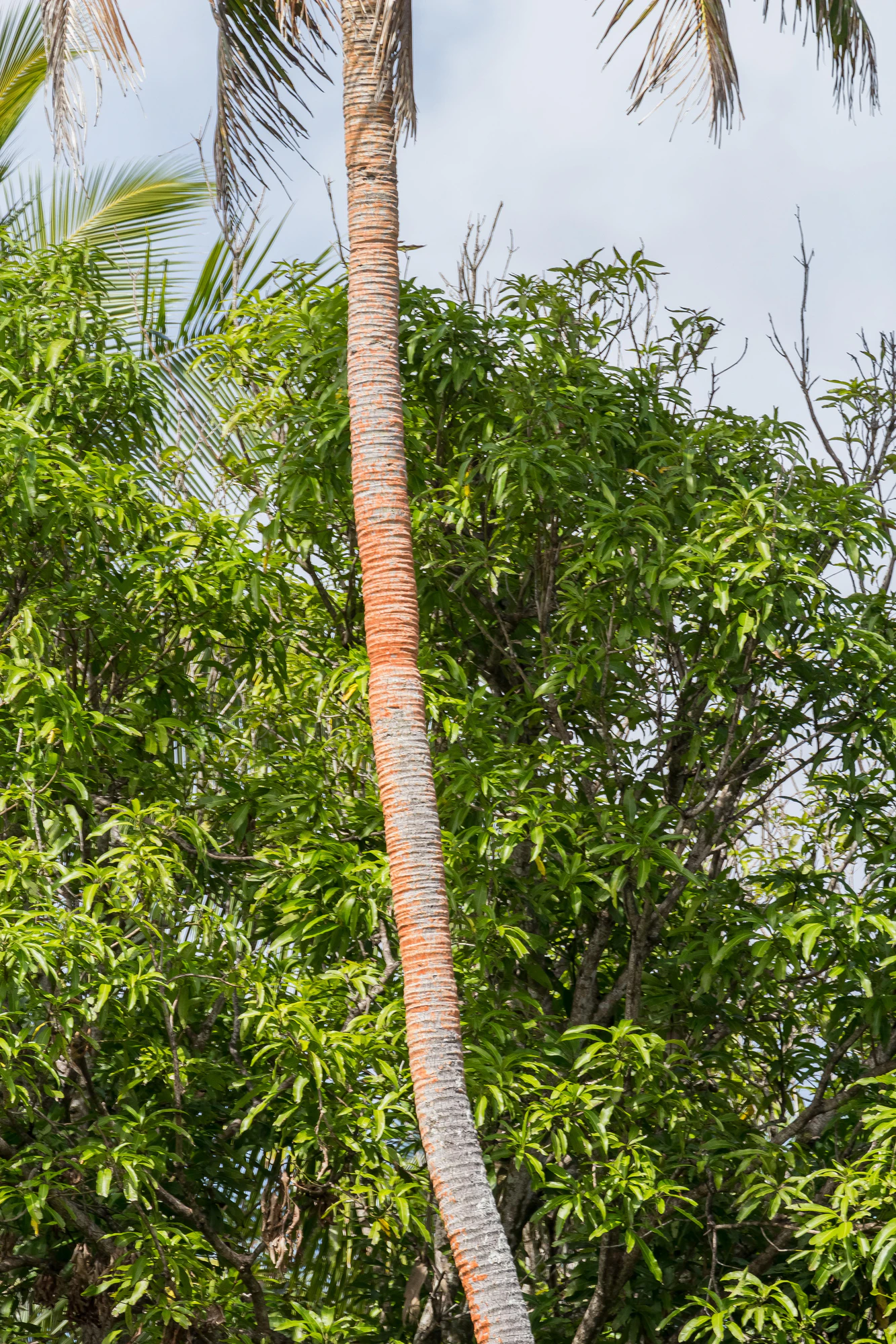 coconut palms 147 — Скачать