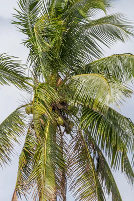 coconut palms 148 — descargar