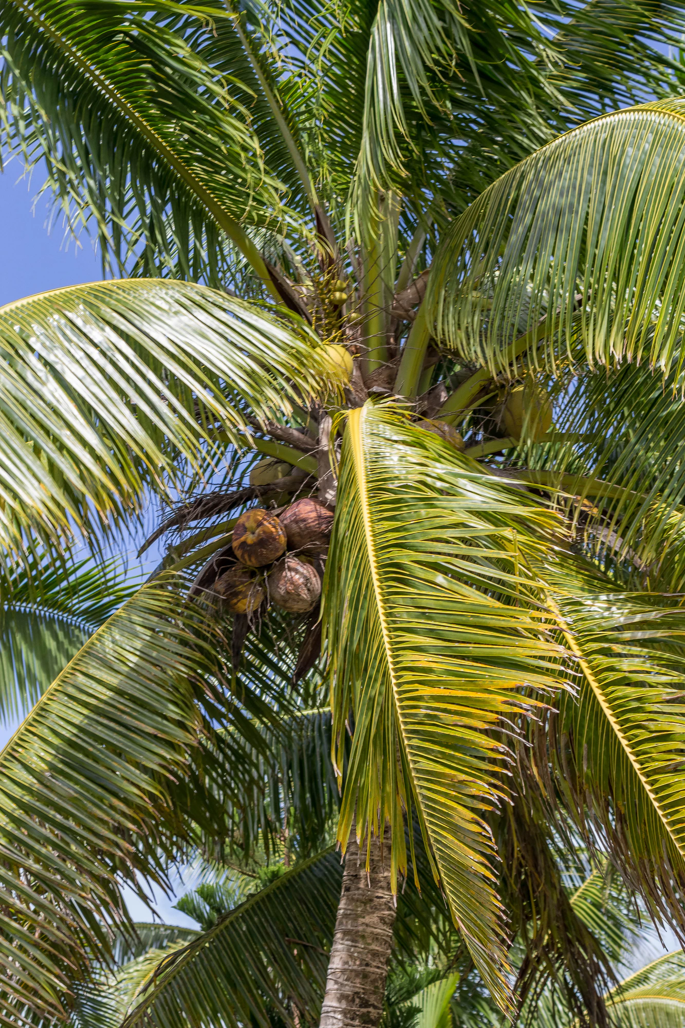 coconut palms 149 — Скачать