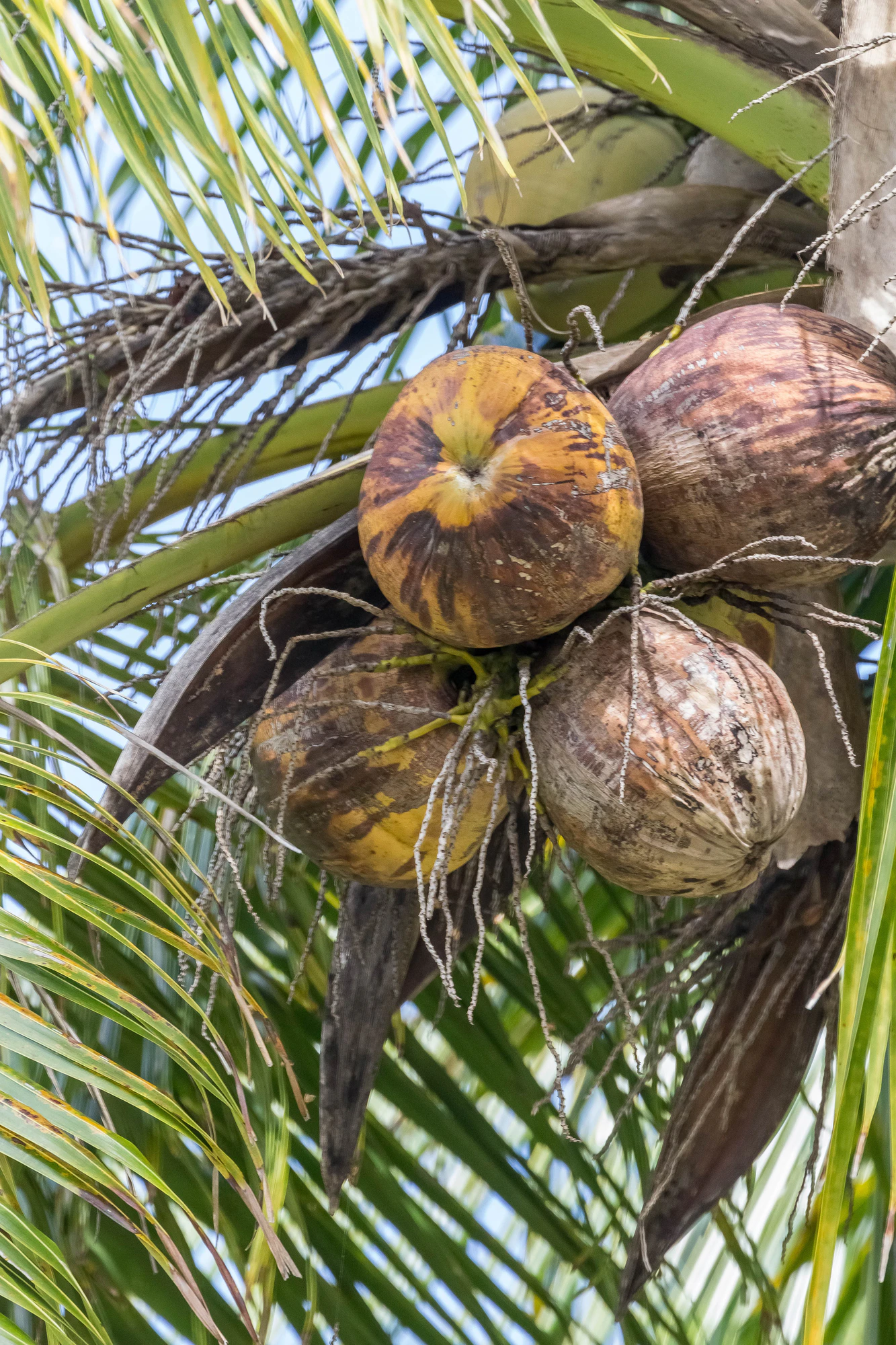 coconut palms 150 — Скачать