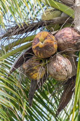 coconut palms 150 — descargar