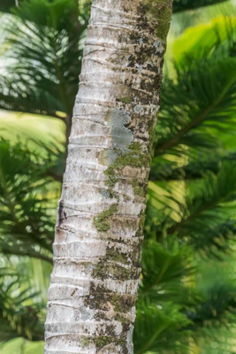 coconut palms 151 — descargar