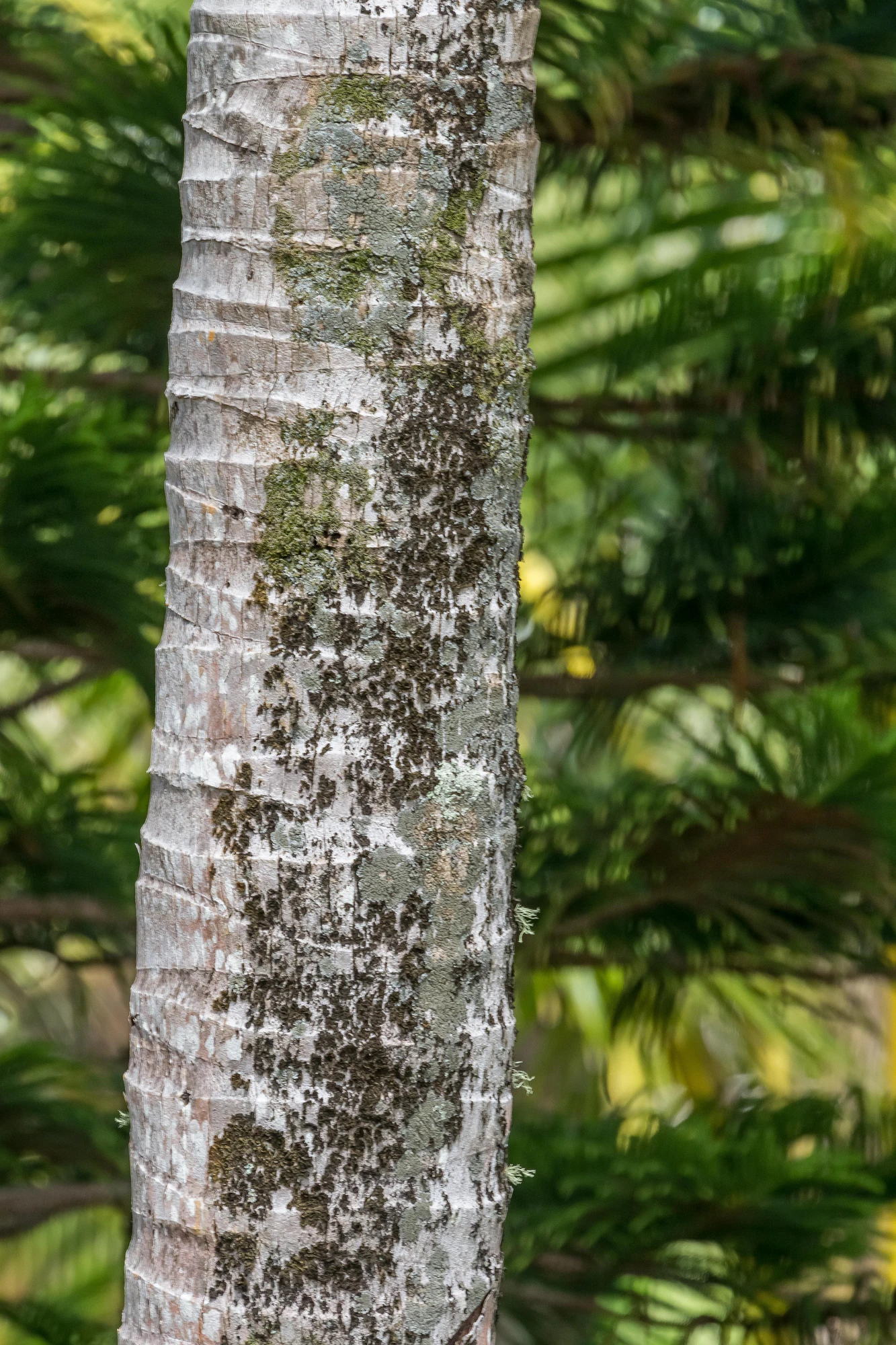 coconut palms 152 — Descargar