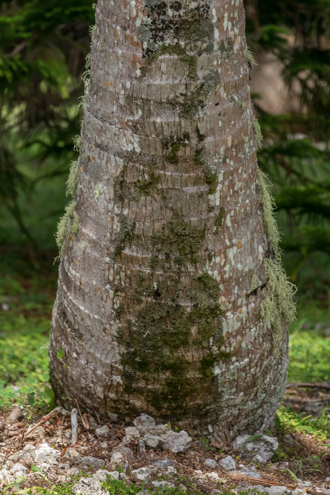 coconut palms 153 — Скачать