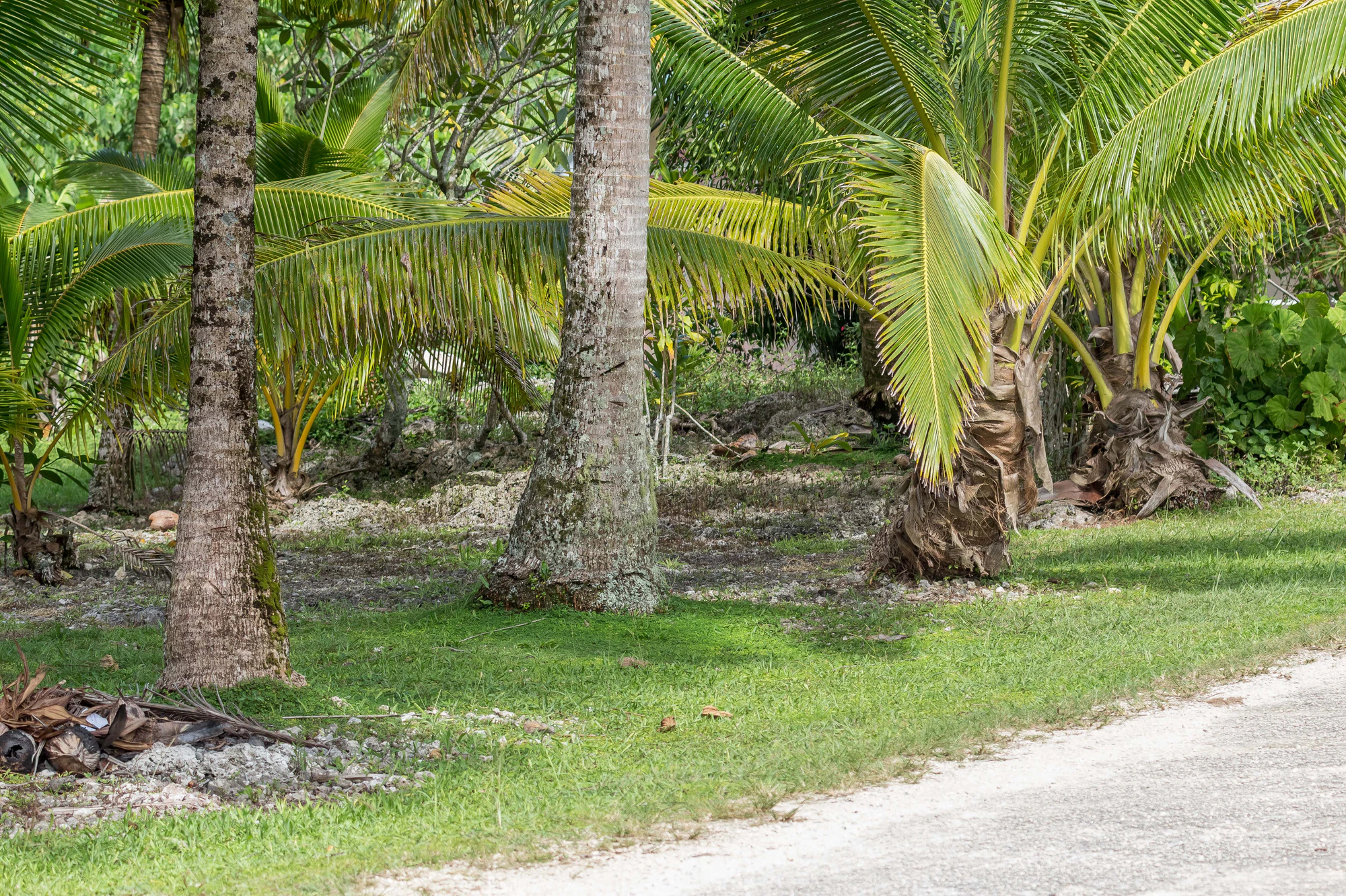 coconut palms 154 — Скачать