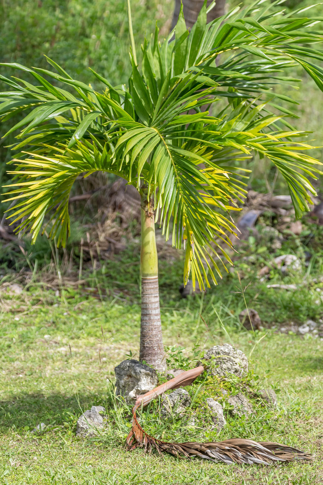 coconut palms 155 — Descargar